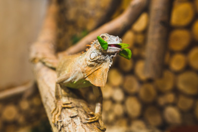 Pakiet przyrodniczy dla grupy