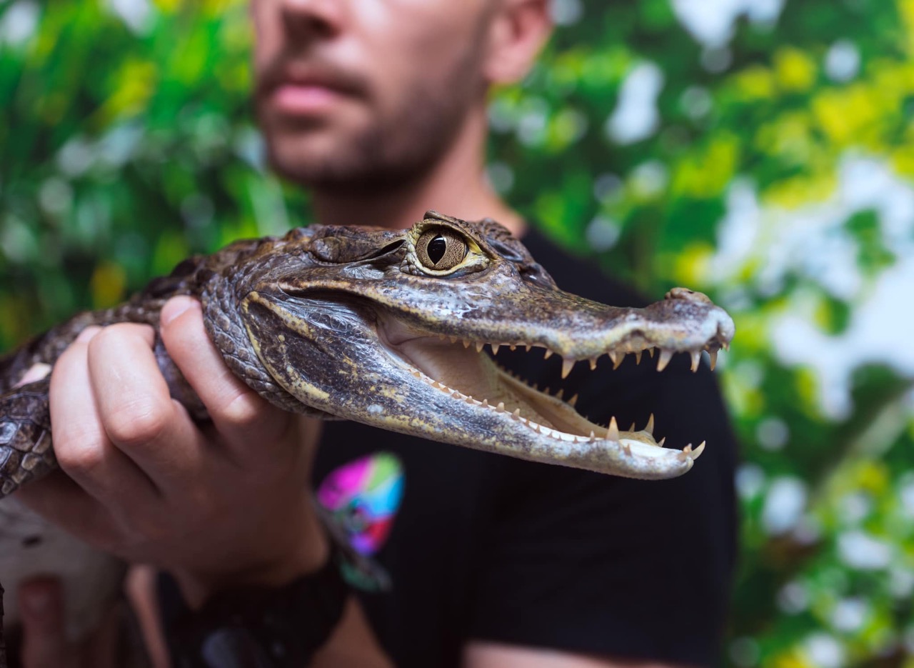 gadoland-papugarnia